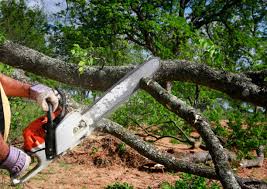 Best Emergency Tree Removal  in Waterloo, IL